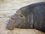 Northern Elephant Seal