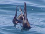 Northern Fur Seal