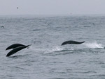 Northern Right Whale Dolphins