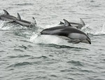 Pacific White-sided Dolphins