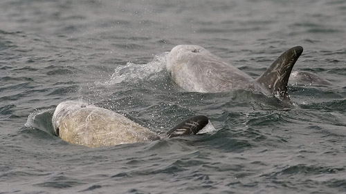 Risso's Dolphin photo by Jeff Poklen