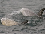 Risso's Dolphin