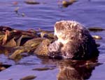 Sea Otter