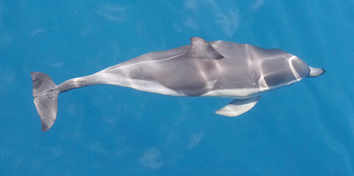 Short-beaked Common Dolphin photo by Jeff Poklen