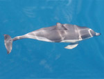 Short-beaked Common Dolphins