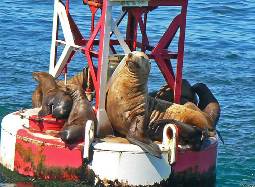 Steller Sea lion photo by Roger Wolfe