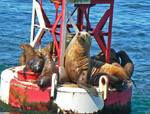 Steller Sea Lion