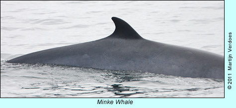 Minke Whale photo by Martijn Verdoes