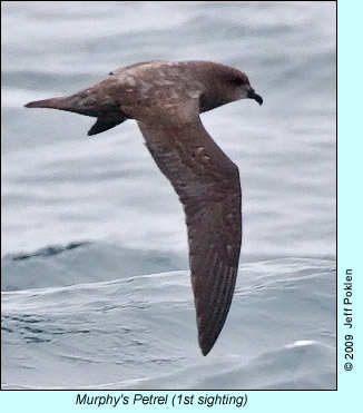 Murphy's Petrel, photo by Jeff Poklen