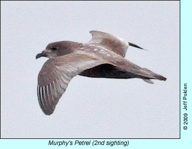 Murphy's Petrel, photo by Jeff Poklen
