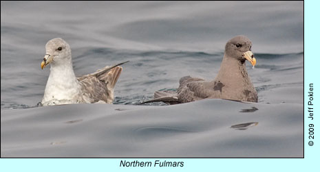 Northern Fulmars, photo by Jeff Polken
