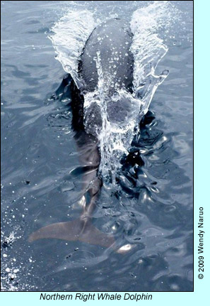 Northern Right Whale Dolphin, photo by Wendy Naruon