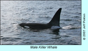 Male Killer Whale, photo by Jeff Poklen
