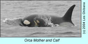 Killer Whale mother and calf, photo by Les Chibana