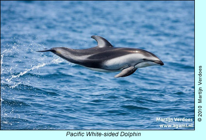 Pacific White-sided Dolphin, photo by Martijn Verdoes
