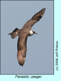 Parasitic Jaeger, photo by Jeff Poklen