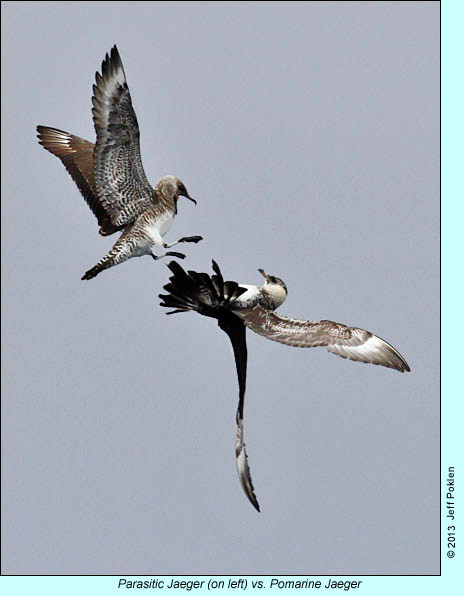 Parasitic Jaeger vs. Pomarine Jaeger