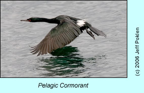 Pelagic Cormorant, photo by Jeff Poklen