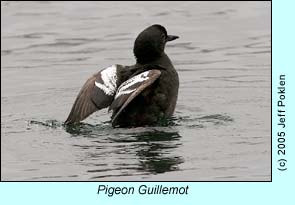 Pigeon Guillemot, photo by Jeff Poklen