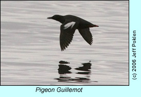 Pigeon Guillemot, photo by Jeff Poklen
