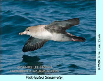 Pink-footed Shearwater photo by Daniel Lee Brown