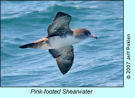 Pink-footed Shearwater, photo by Jeff Poklen
