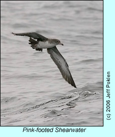 Pink-footed Shearwater, photo by Jeff Poklen