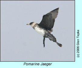 Pomarine Jaeger, photo by Glen Tepke
