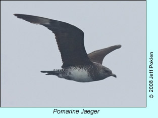 Pomarine Jaeger, photo by Jeff Poklen