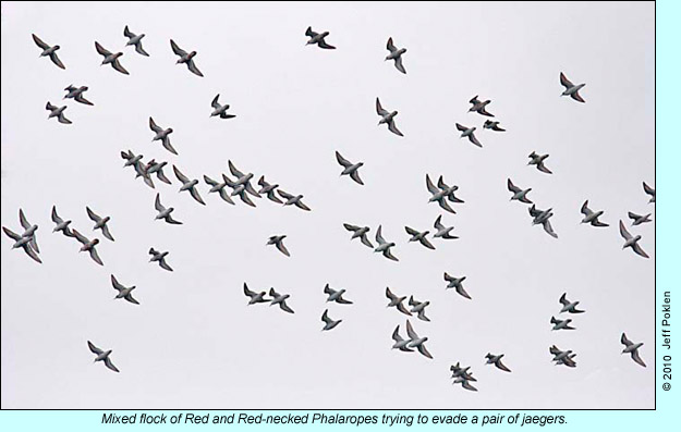 Mixed flock of Red and Red-necked Phalaropes, photo by Jeff Poklen