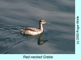 Red-necked Grebe photo by Roger Wolfe.