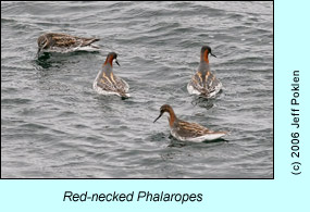 Red-necked Phalaropes, photo by Jeff Poklen