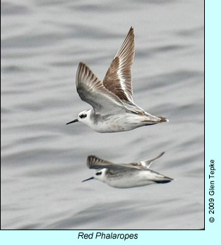 Red Phalaropes photo by Glen Tepke