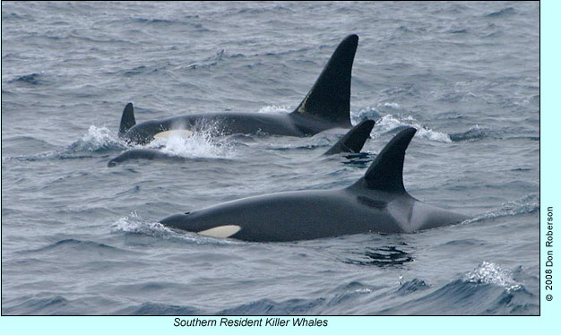 Southern Resident Killer Whales, photo by Don Roberson
