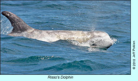Risso's Dolphin, photo by Jeff Poklen