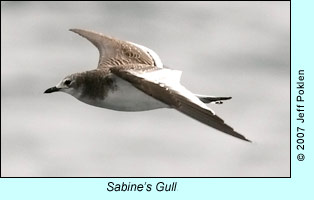 Sabine's Gull, photo by Jeff Poklen