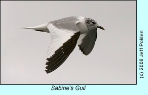 Sabine's Gull, photo by Jeff Poklen