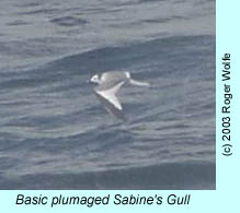 Sabine's Gull, photo by Roger Wolfe