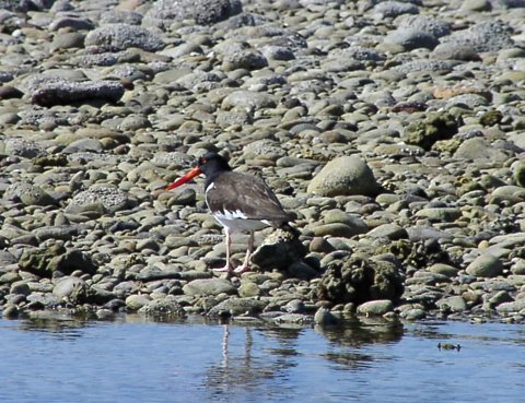 American Oystercatcher photo by Roger Wolfe