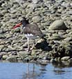 American Oystercatcher, photo by Roger Wolfe