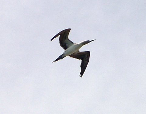 Blue-footed Booby photo by Roger Wolfe