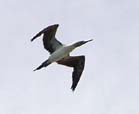 Blue-fotted booby, photo by Roger Wolfe