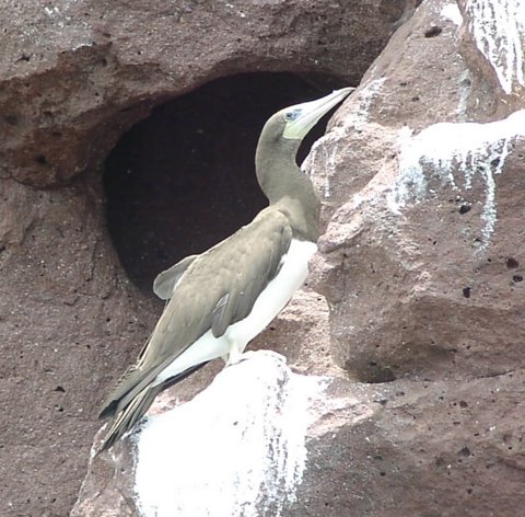 Brown Booby photo by Roger Wolfe