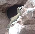 Brown Booby, photo by Roger Wolfe