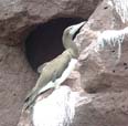 Brown Booby, photo by Roger Wolfe