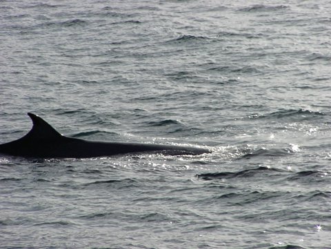 Bryde's Whale photo by Roger Wolfe