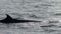 Bryde's Whale, photo by Roger Wolfe