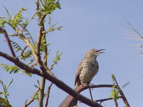 Grey Thrasher photo by Roger Wolfe