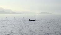 Humpback Whale, photo by Roger Wolfe