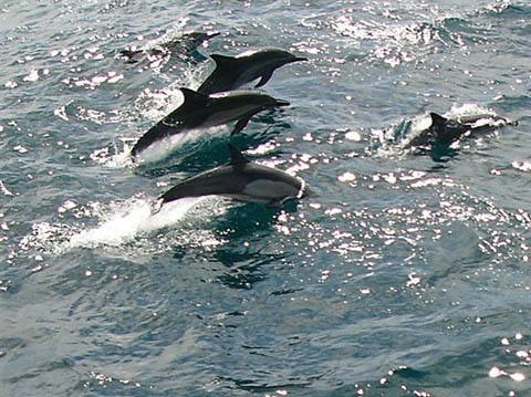 Neritic Long-beaked Common Dolphin, photo by Roger Wolfe